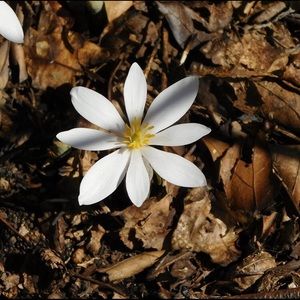 Meet your Posher, Skylar